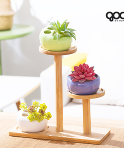 Trang chủ 44 Sen đá Hạ Long ‘Sensation’ chậu đất nung SPSD001