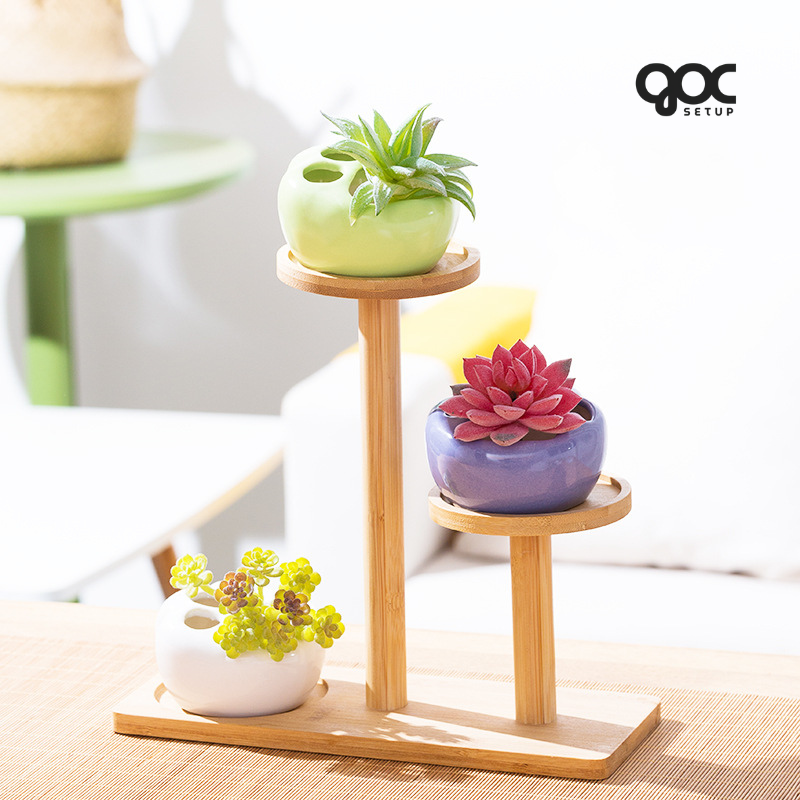 Sen đá Hạ Long ‘Sensation’ - Chậu sứ SPSD001 1 Sen đá Hạ Long ‘Sensation’ chậu đất nung SPSD001