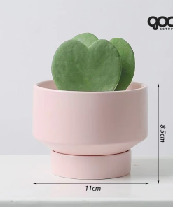 Xương rồng Nam Mỹ 'Saguaro' - Chậu gốm SPXR001 9 SPXR003