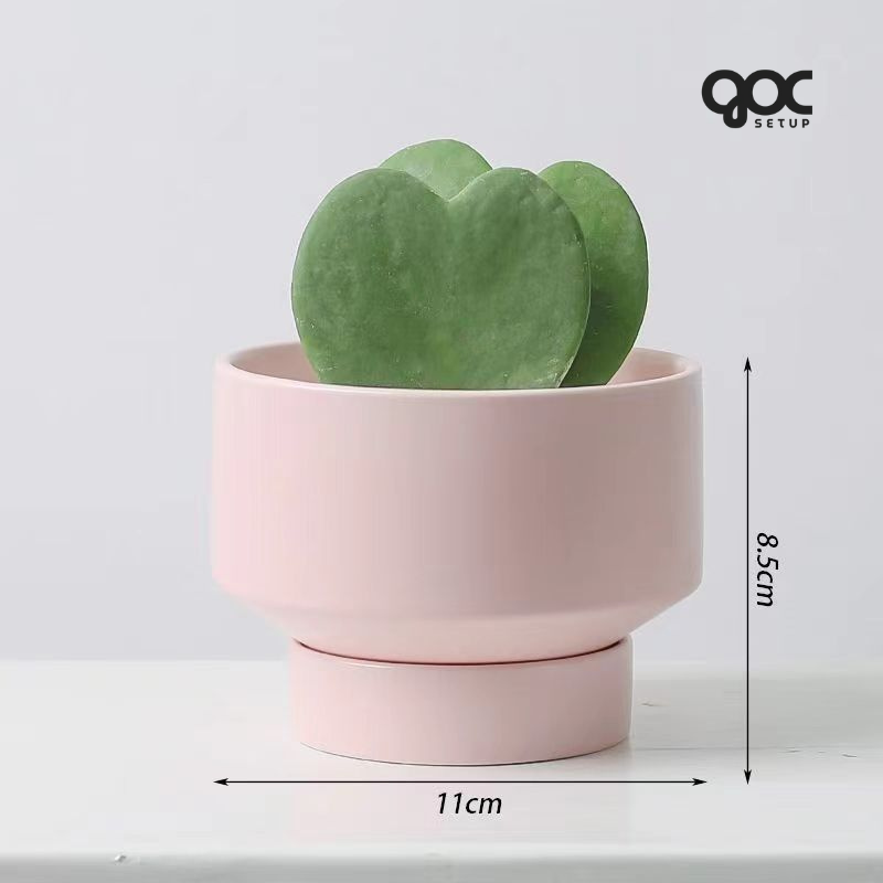 Xương rồng Nam Mỹ 'Saguaro' - Chậu gốm SPXR001 5 SPXR003