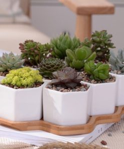 Chậu cây cảnh Mini