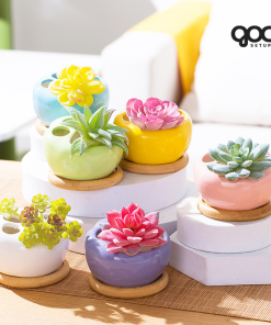 Sen đá Hạ Long ‘Sensation’ - Chậu sứ SPSD001 9 3