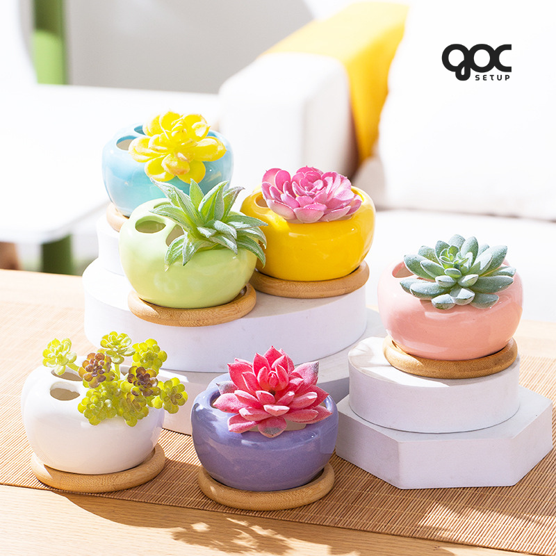 Sen đá Hạ Long ‘Sensation’ - Chậu sứ SPSD001 4 Sen đá Hạ Long ‘Sensation’ - Chậu sứ SPSD001 - Ảnh 4