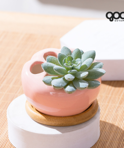 Sen đá Hạ Long ‘Sensation’ - Chậu sứ SPSD001 10 4