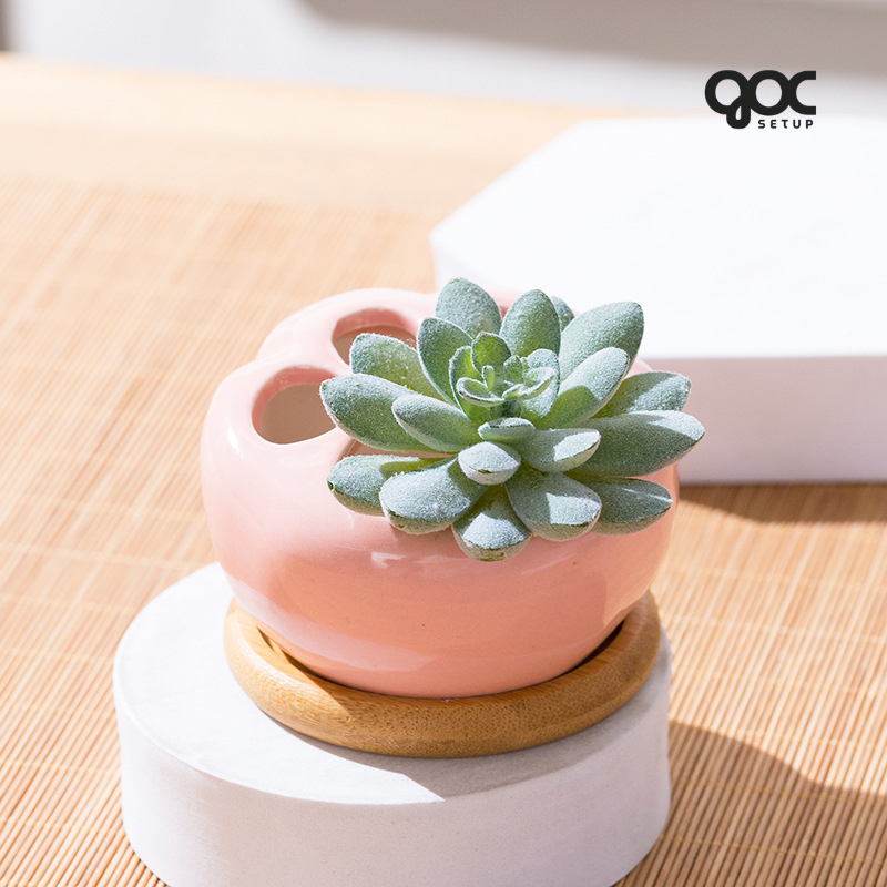 Sen đá Hạ Long ‘Sensation’ - Chậu sứ SPSD001 5 Sen đá Hạ Long ‘Sensation’ - Chậu sứ SPSD001 - Ảnh 5