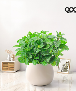 Trang chủ 42 SPBH002