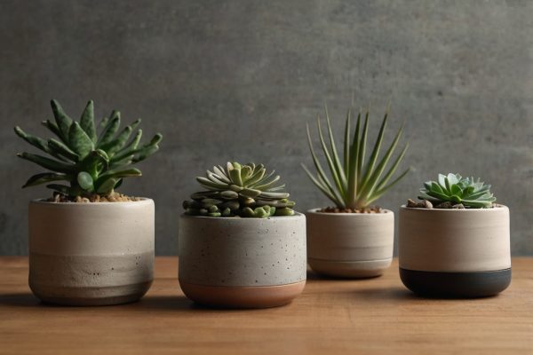 Chậu cây cảnh mini sen đá đặt trên bàn gỗ nhỏ gọn, thích hợp trang trí bàn làm việc.